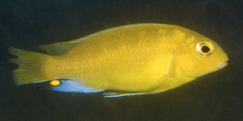 Maylandia barlowi 'Nkhudzi Headland'